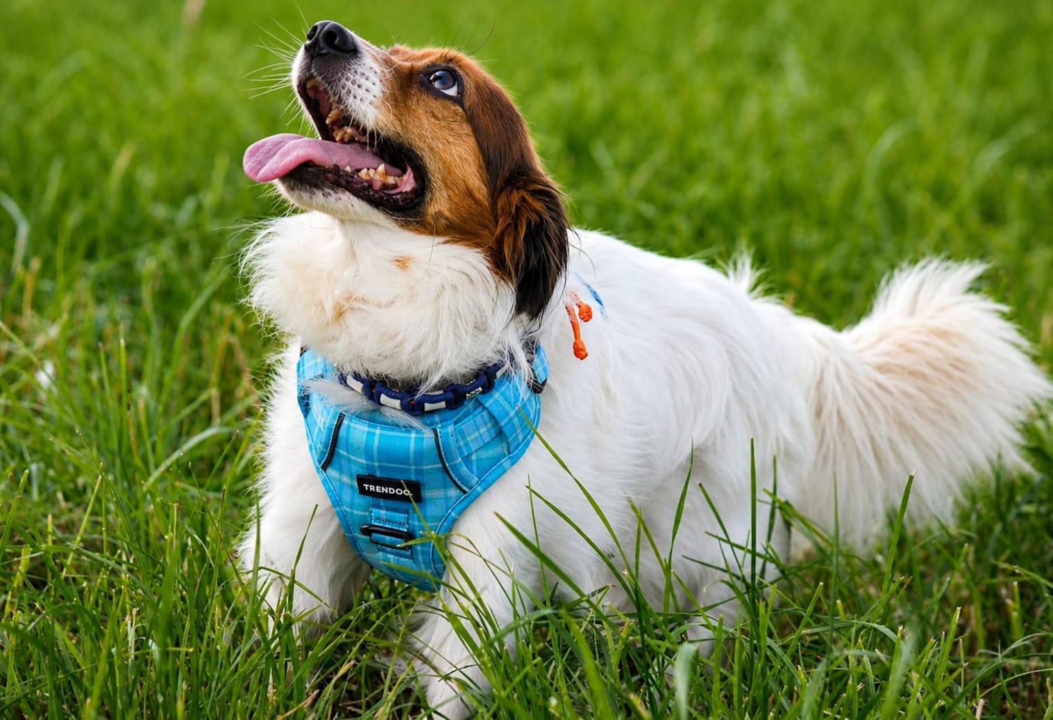 Happy dog in a blue harness lying in the grass