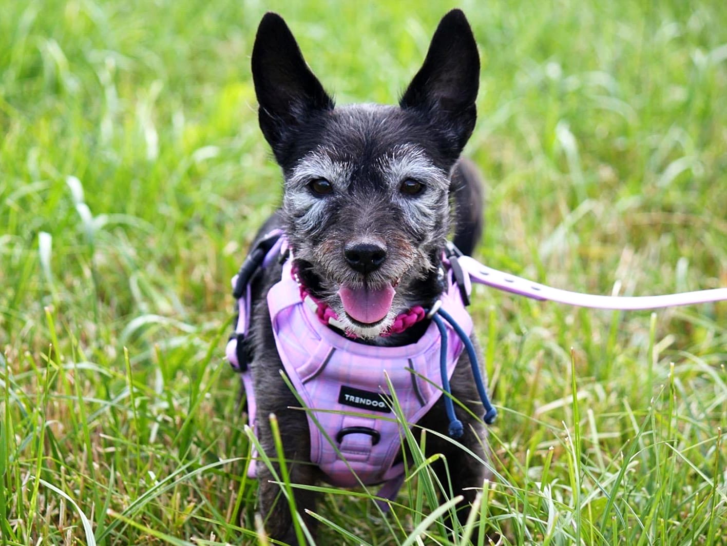 Star, smiling dog in a pink harness sitting in the grass