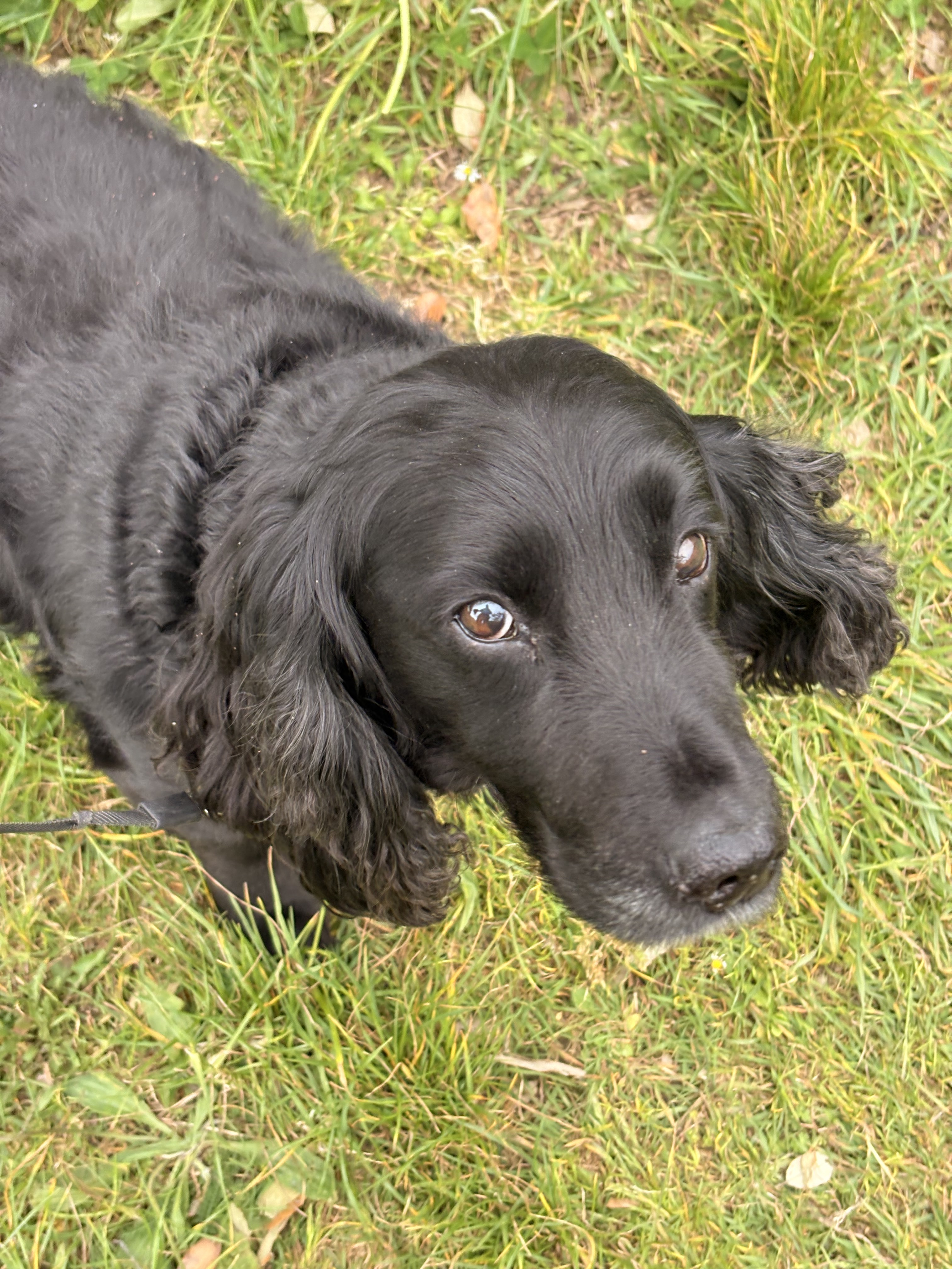 A happy golden retriever on a walk along a coastal path with a dog walker