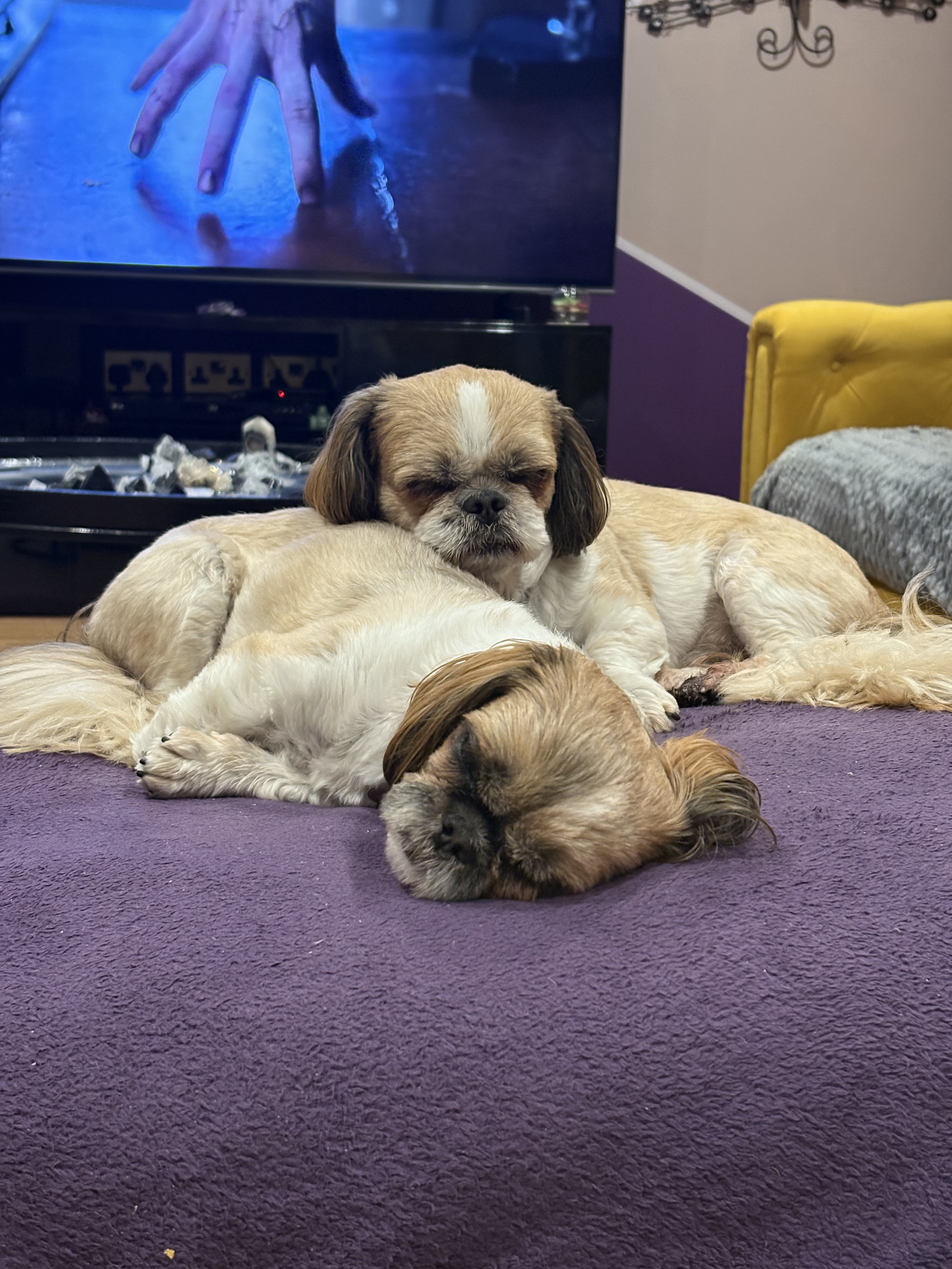 Meet and greets with your pet