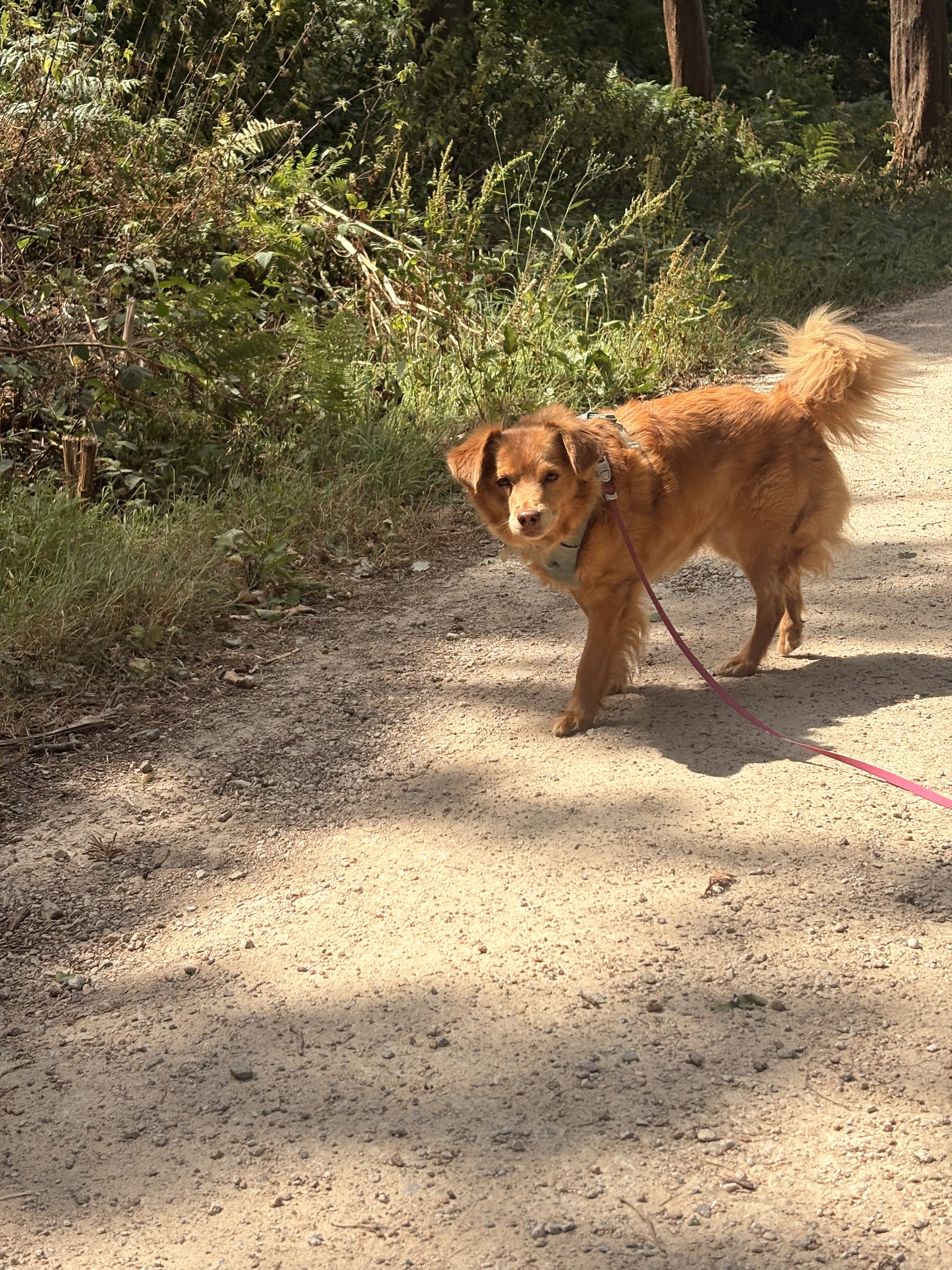 Dogs enjoying a group walk