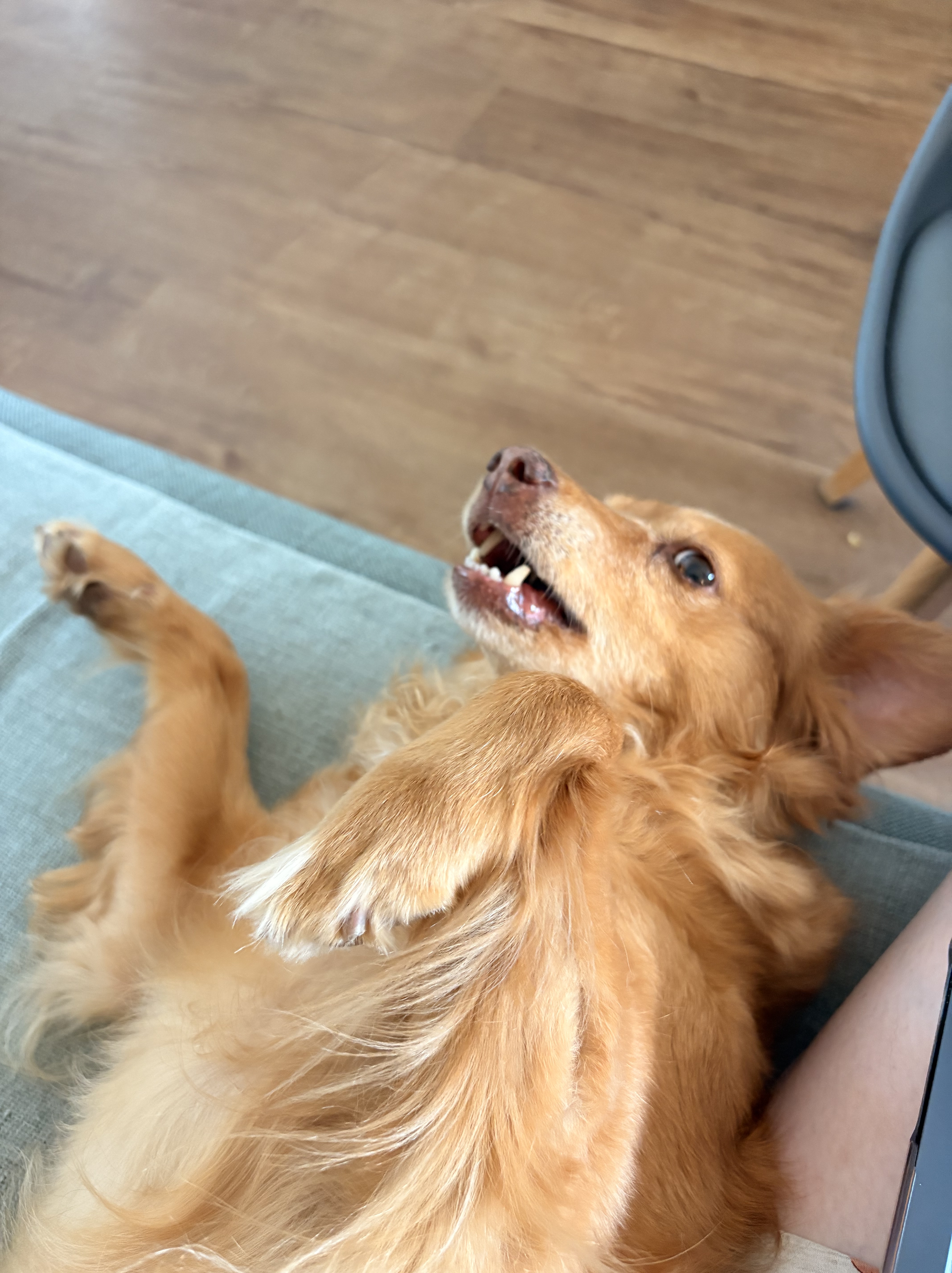 Dog sitting service