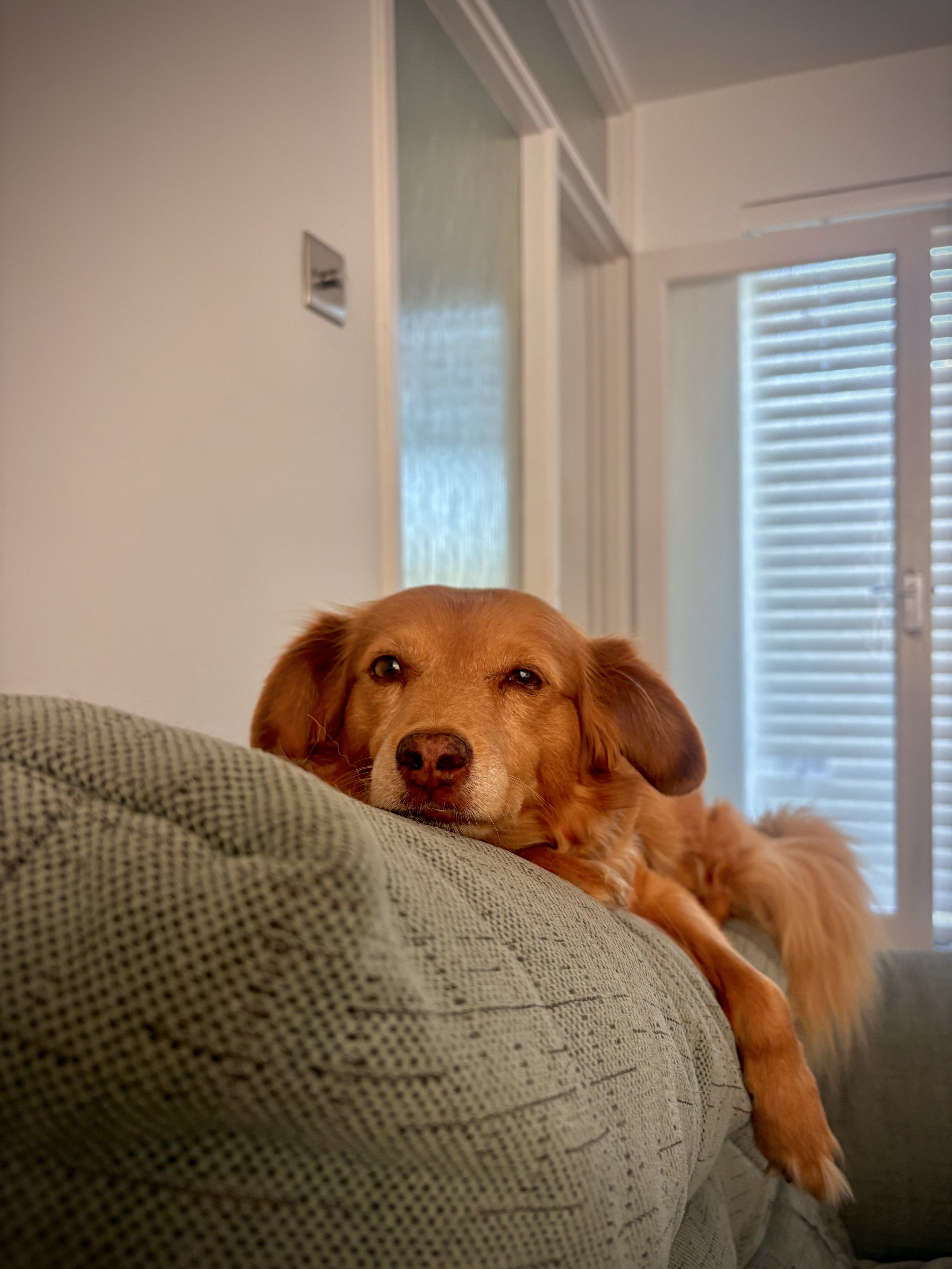 Drop-in visit for pets