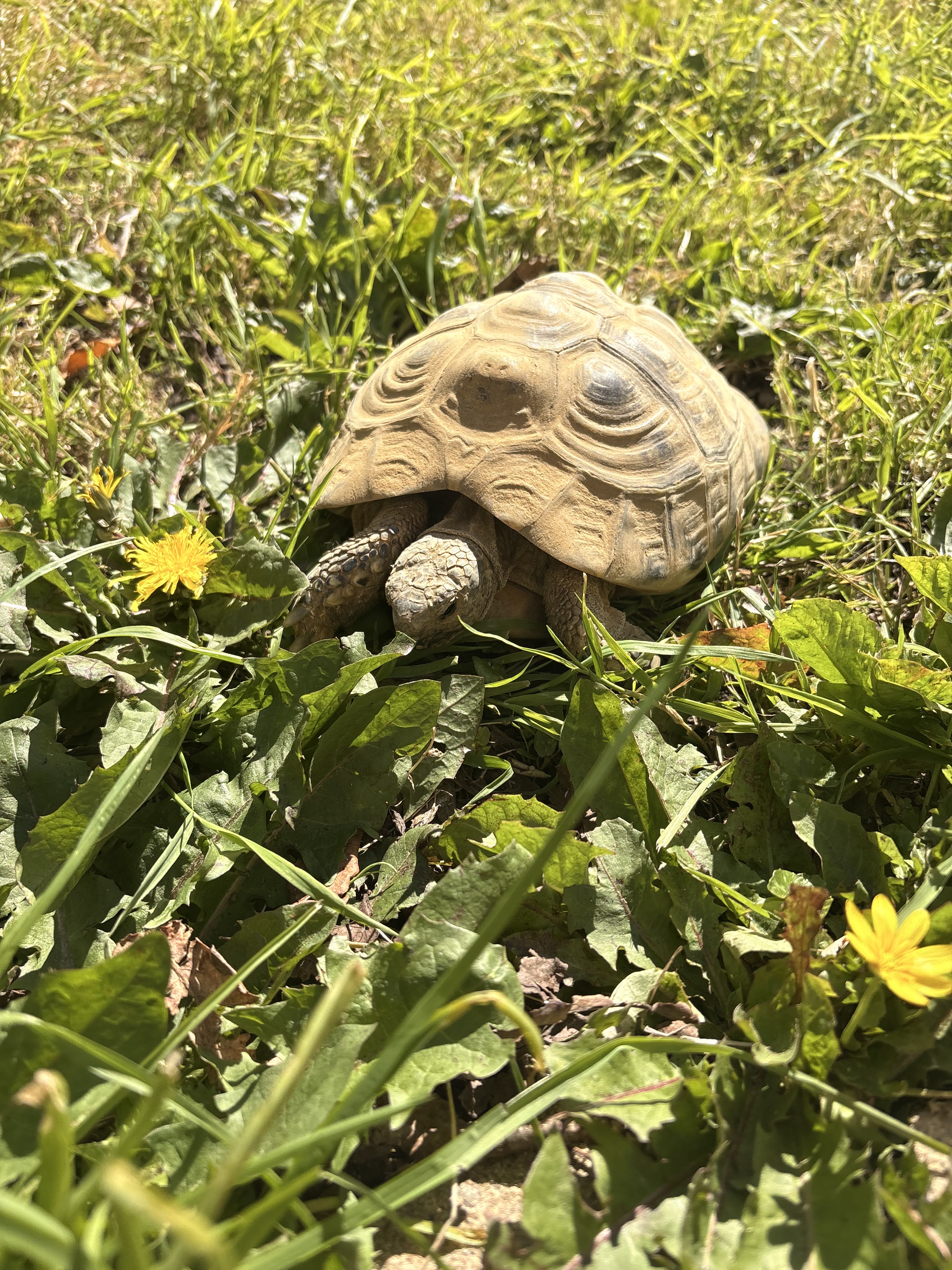 Small animal care service
